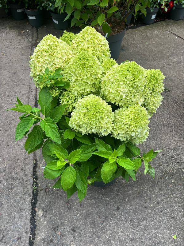 Hydrangea Little Spooky EXTRA LARGE Hydrangea - Little Spooky - A dwarf hydrangea smothered in enormous cone like flowers from late June until October