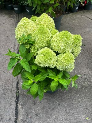 Hydrangea Little Spooky EXTRA LARGE Hydrangea - Little Spooky - A dwarf hydrangea smothered in enormous cone like flowers from late June until October