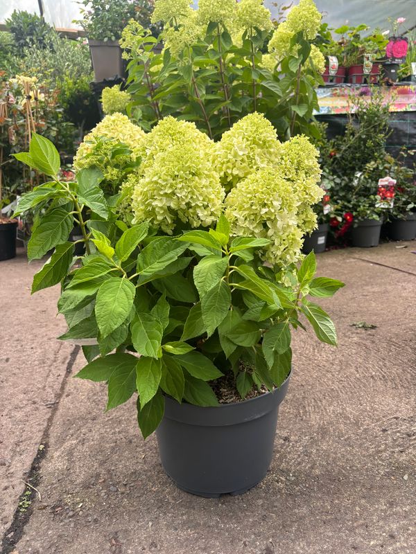 Hydrangea Little Spooky EXTRA LARGE Hydrangea - Little Spooky - A dwarf hydrangea smothered in enormous cone like flowers from late June until October Hydrangea Little Spooky EXTRA LARGE Hydrangea - Little Spooky - A dwarf hydrangea smothered in enormous cone like flowers from late June until October