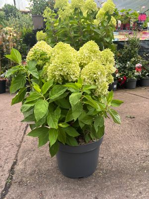 Hydrangea Little Spooky EXTRA LARGE Hydrangea - Little Spooky - A dwarf hydrangea smothered in enormous cone like flowers from late June until October