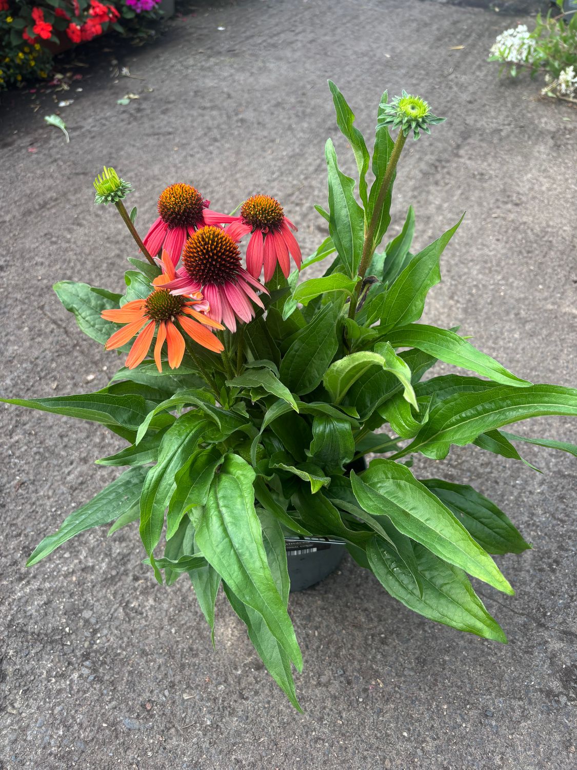 Echinacea Sensation Coral