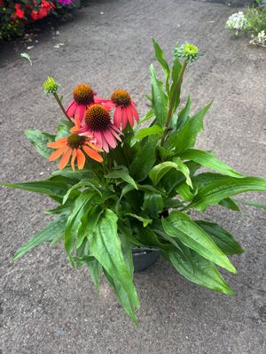 Echinacea Sensation Coral