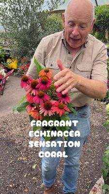 Echinacea Sensation Coral