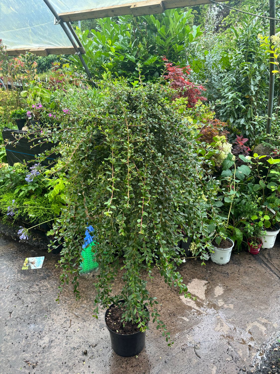 Cotoneaster Coral Beauty Weeping
