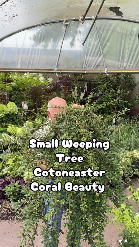 Cotoneaster Coral Beauty Weeping