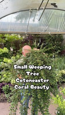 Cotoneaster Coral Beauty Weeping …Small Weeping Tree for pots or beds. Evergreen foliage with white flowers in Spring and red berries in Autumn/Winter