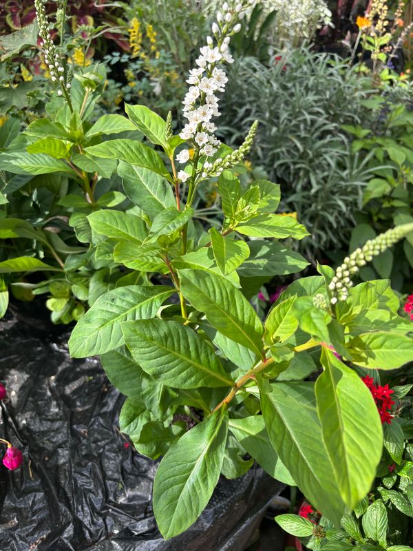 Lysimachia Candela