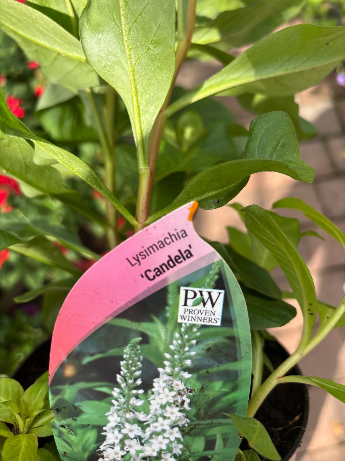 Lysimachia Candela