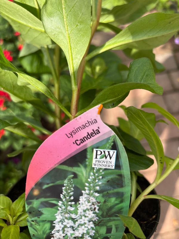 Lysimachia Candela