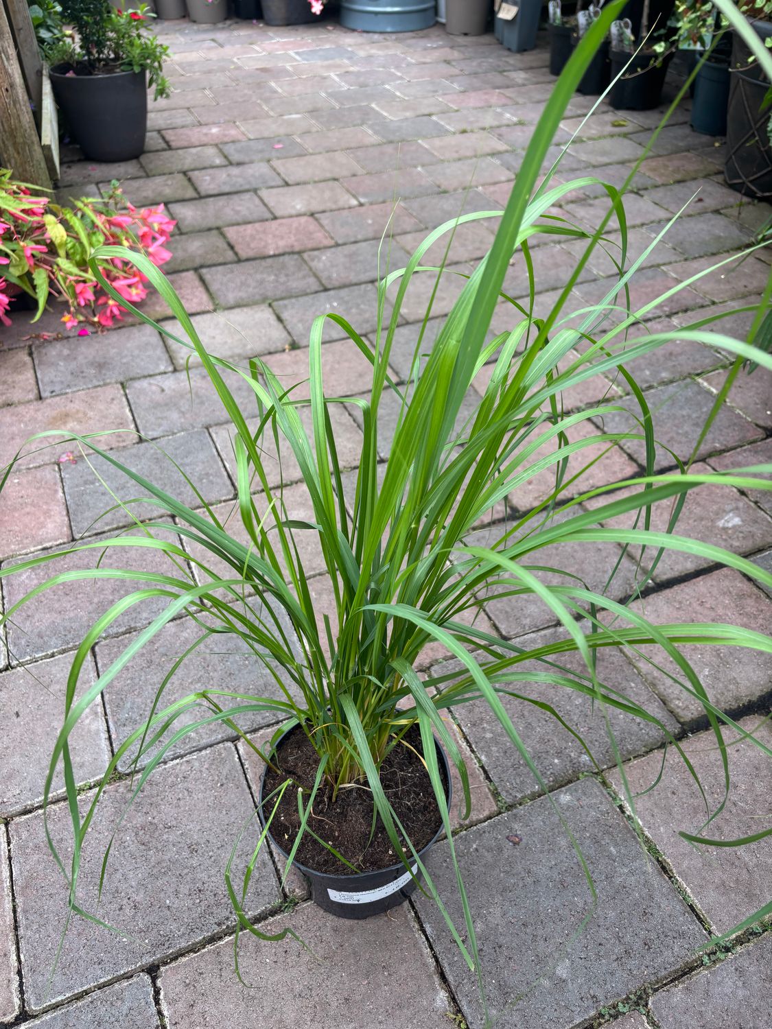 Pennisetum Red Buttons