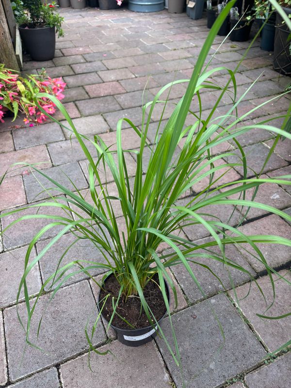 Pennisetum Red Buttons