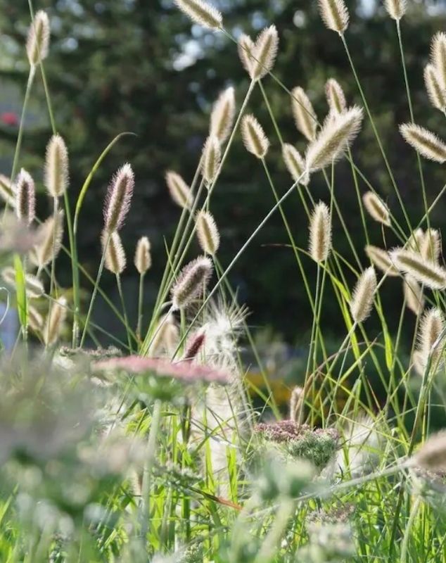 Pennisetum Red Buttons
