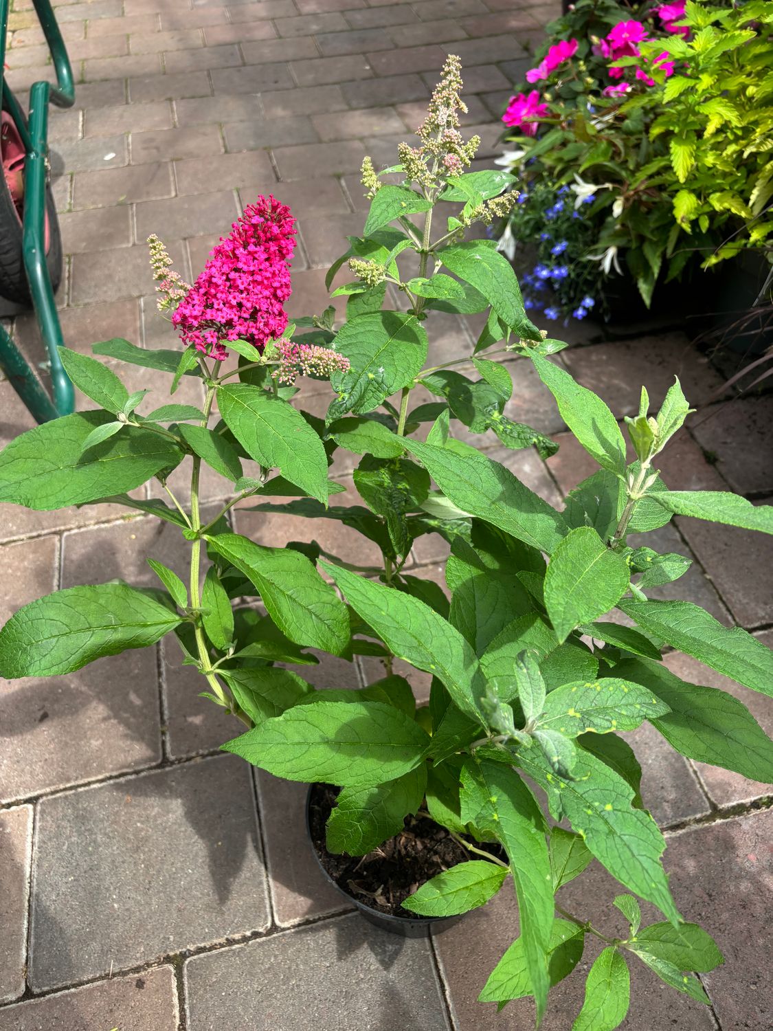 BUDDLEIA Butterfly Candy 'Little Ruby'