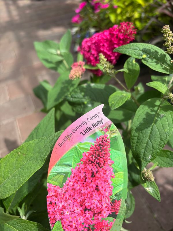BUDDLEIA Butterfly Candy 'Little Ruby'