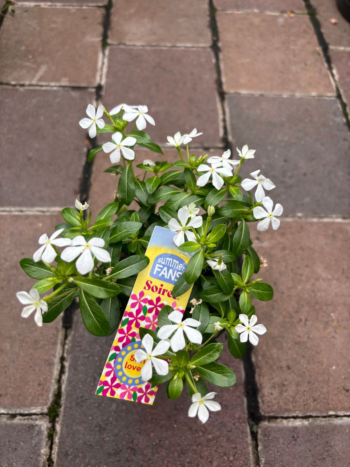 Vinca Soiree White