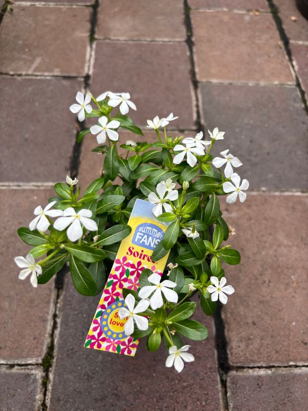 Vinca Soiree White