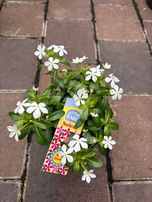 Vinca Soiree White