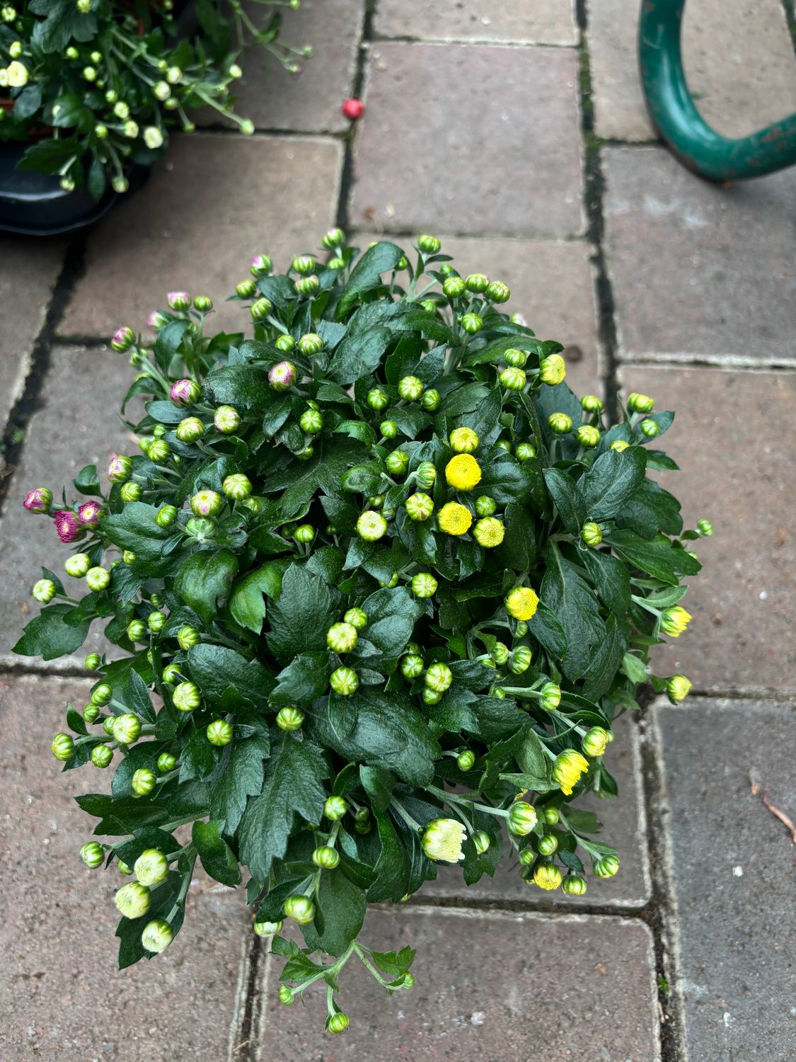 Chrysanthemum Mums Carnival