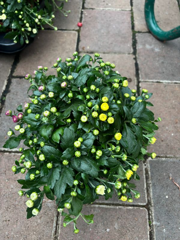 Chrysanthemum Mums Carnival