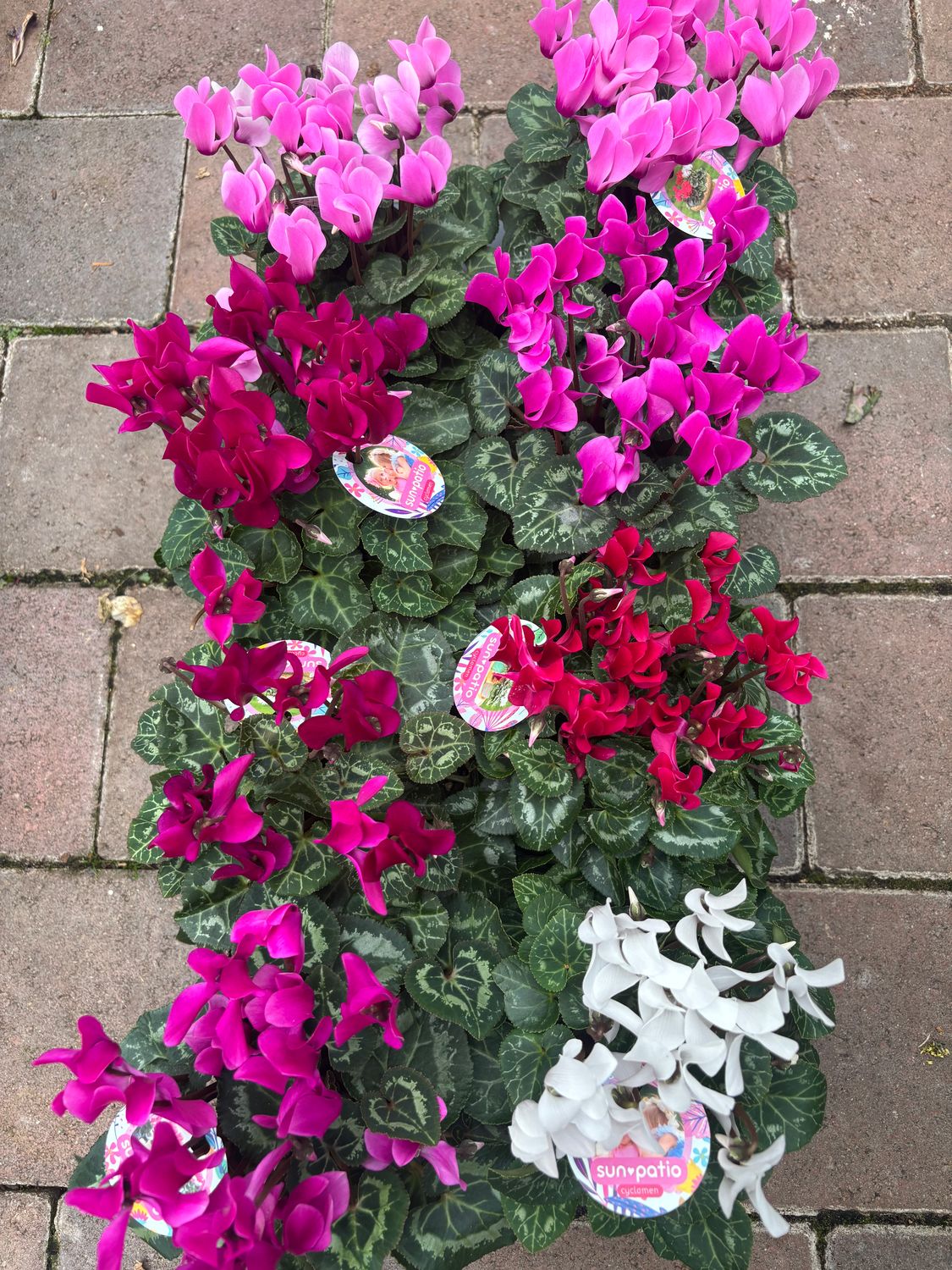 Cyclamen Mixed Colours