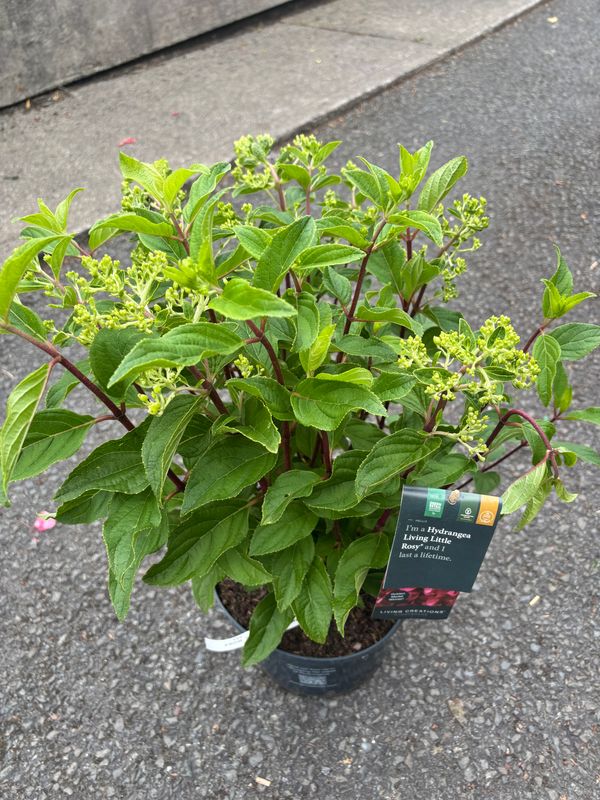Hydrangea - Living Little Rosy ..large white flowers turning pink and eventually red . Flowers non stop from June until October. Plant new plants from now . Fertilise ever 4-6 weeks with FLOWER MAX Hydrangea - Living Little Rosy ..large white flowers turning pink and eventually red . Flowers non stop from June until October. Plant new plants from now . Fertilise ever 4-6 weeks with FLOWER MAX