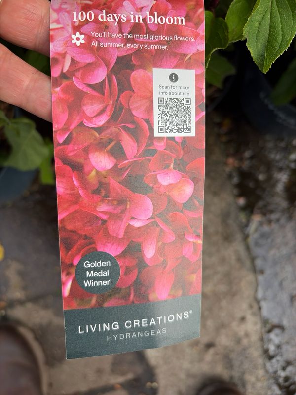 Hydrangea - Living Little Rosy ..large white flowers turning pink and eventually red . Flowers non stop from June until October. Plant new plants from now . Fertilise ever 4-6 weeks with FLOWER MAX