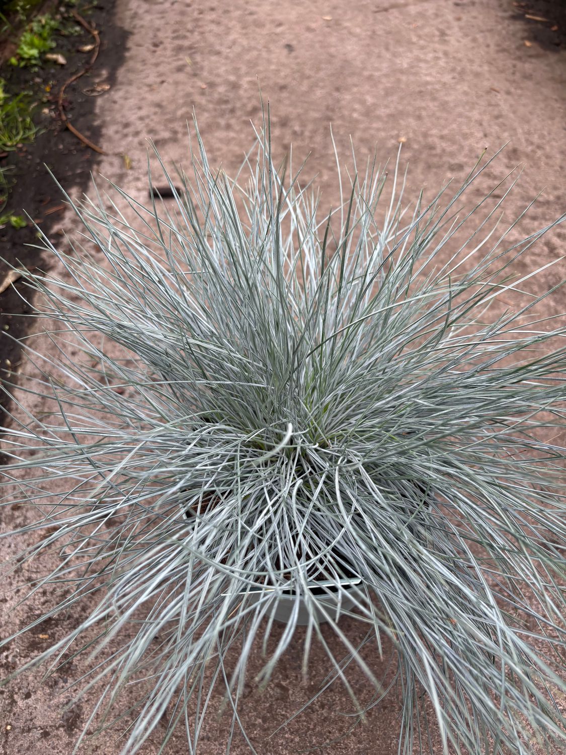 Festuca Intense Blue A dwarf, ornamental, hardy grass with stunning silver blue foliage.