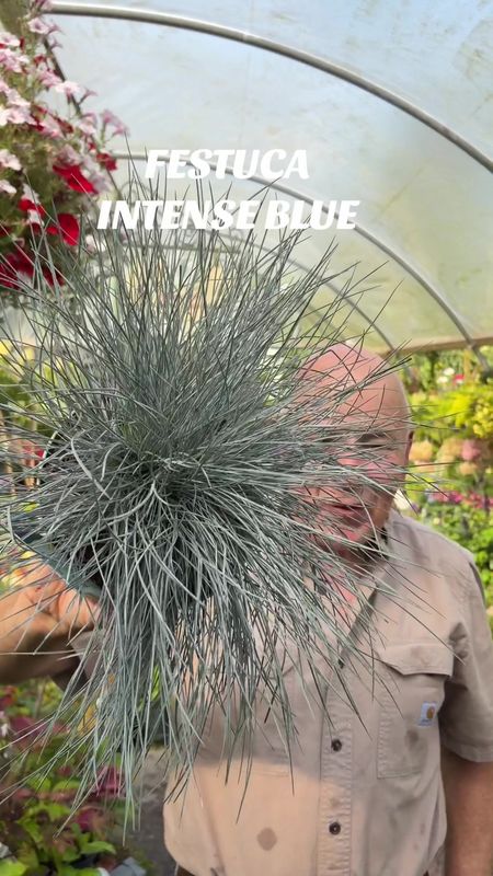 Festuca Intense Blue A dwarf, ornamental, hardy grass with stunning silver blue foliage.