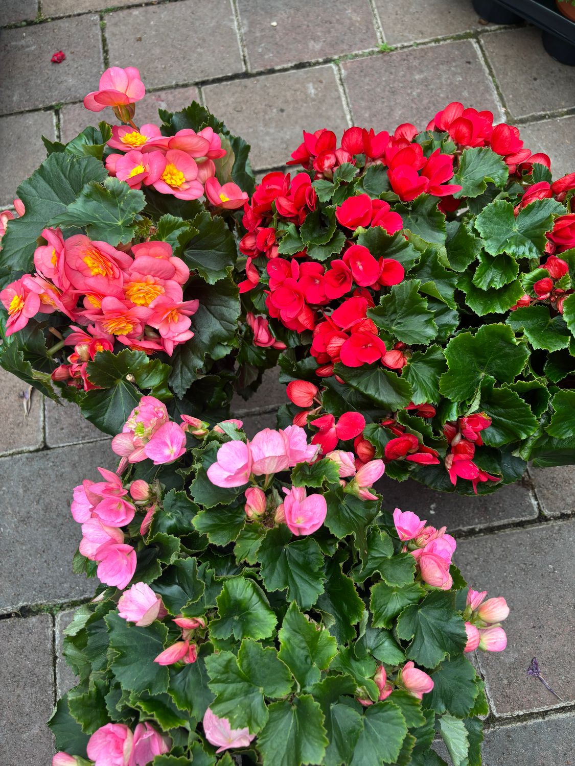 Begonia Betulia