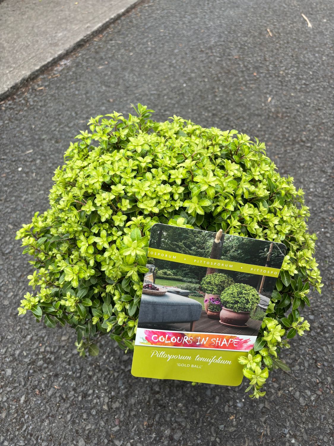 Pittosporum Golfball