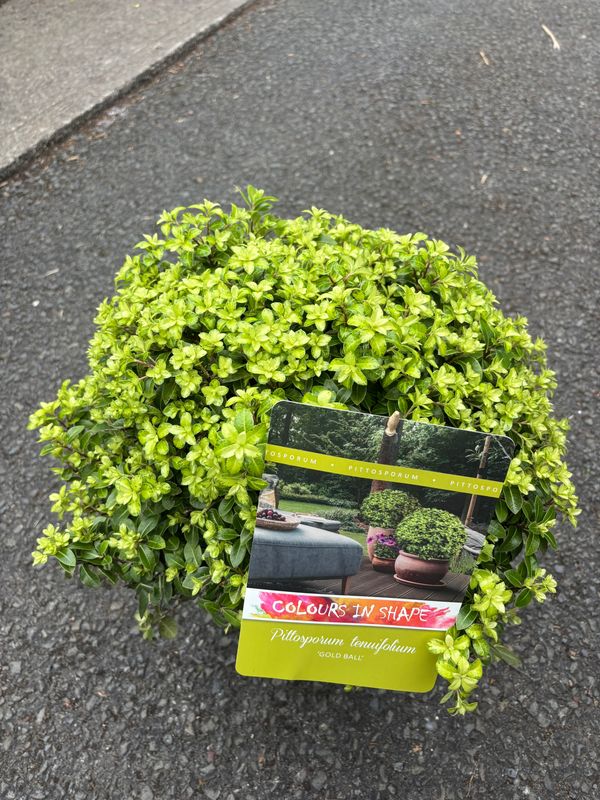 Pittosporum Golfball