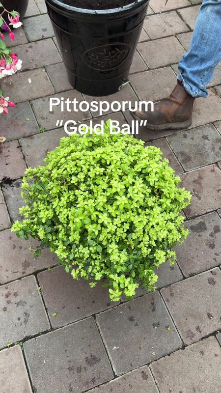 Pittosporum Golfball