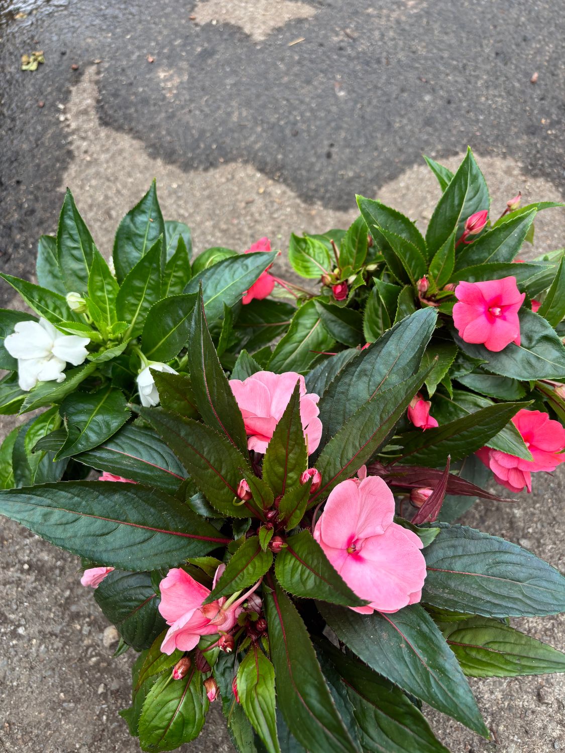 Impatiens Tamarinda Mixed