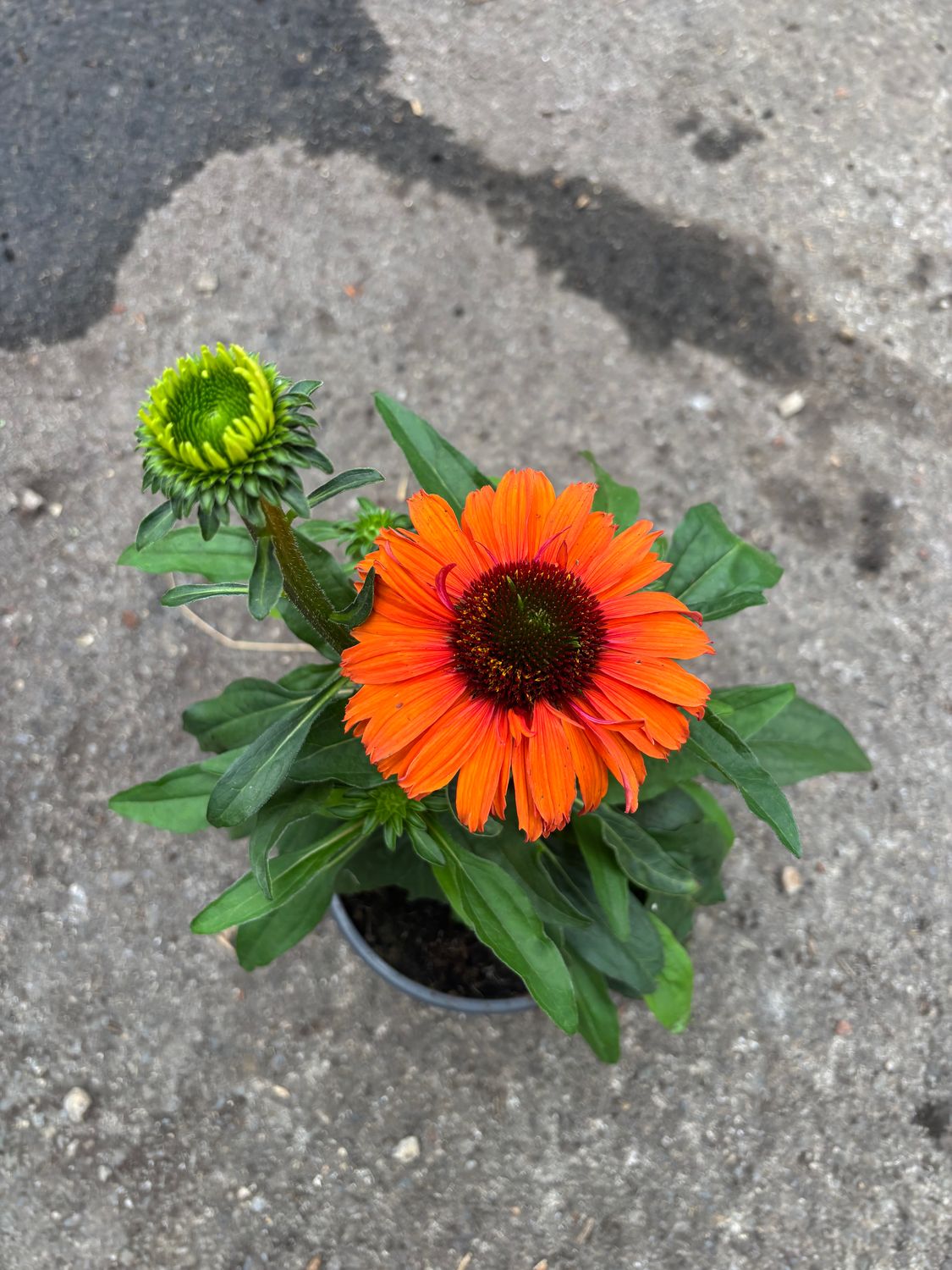 Echinacea Minneola