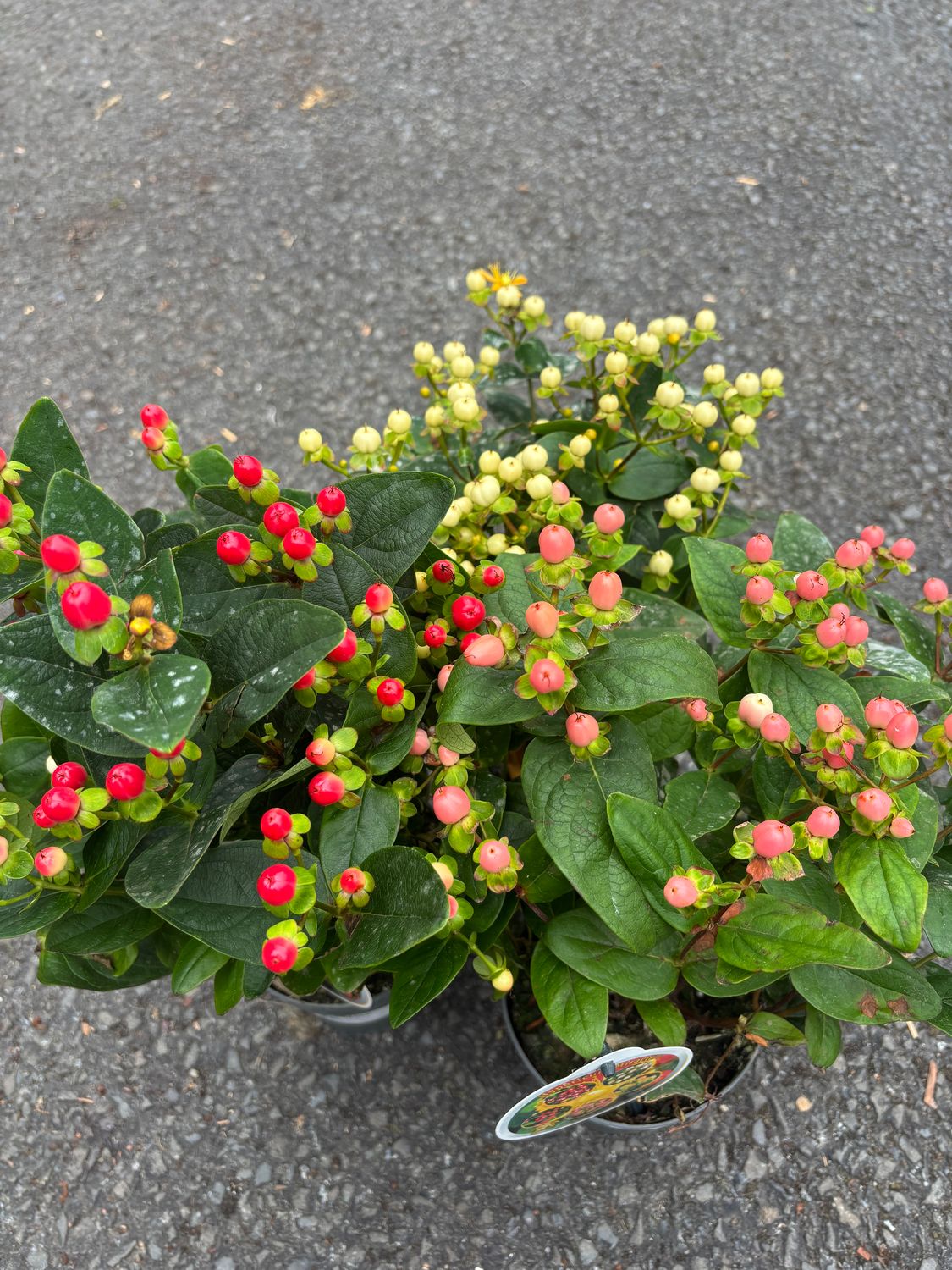 Hypericum Miracle Pink/Red