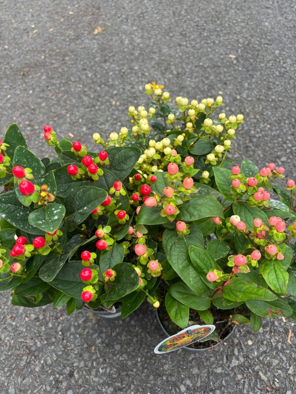 Hypericum Miracle Pink/Red