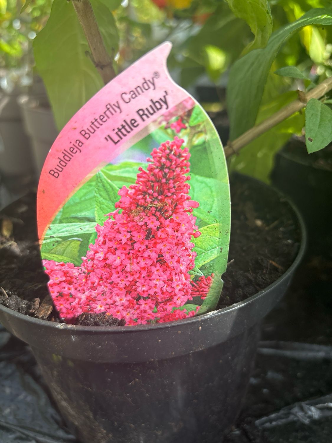 Buddleja Butterfly Candy Little Ruby