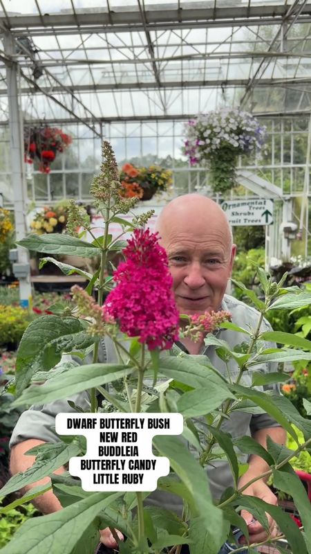 Buddleja Butterfly Candy Little Ruby