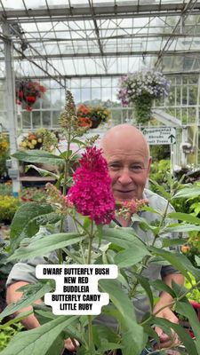 Buddleja Butterfly Candy Little Ruby
