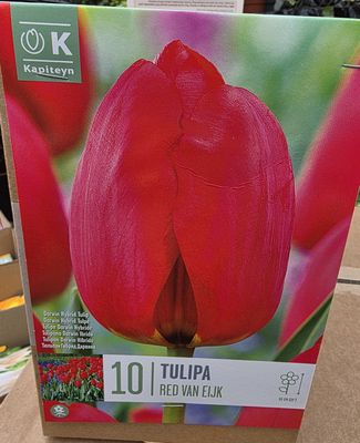 10 Tulip ''Red Van Eijk''