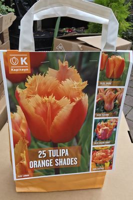 25 Tulips ''Orange Shades''