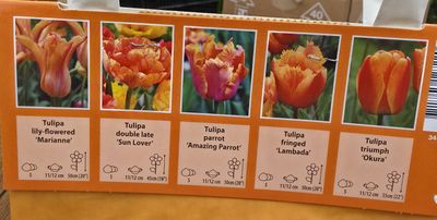 25 Tulips ''Orange Shades''