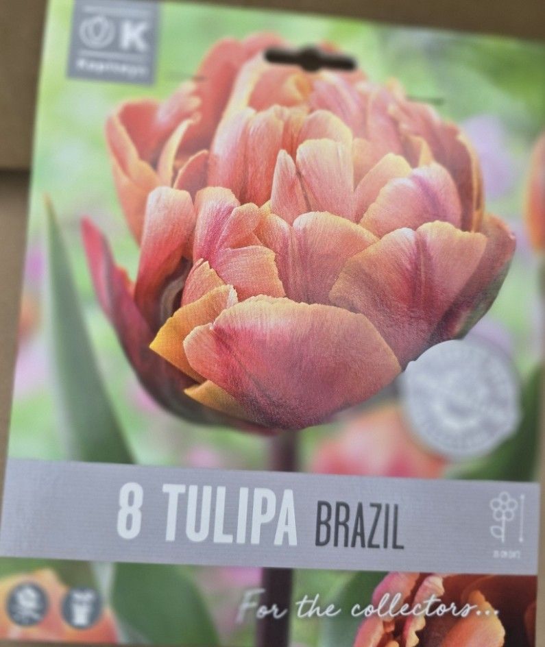 8 Tulip  ''Brazil''
