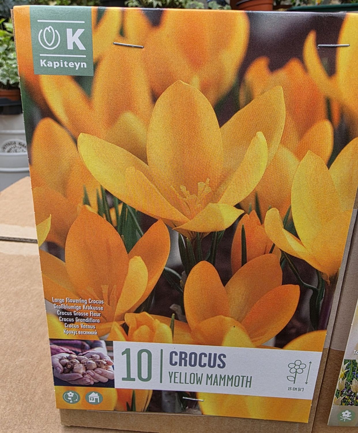 10 Crocus ''Yellow Mammoth'