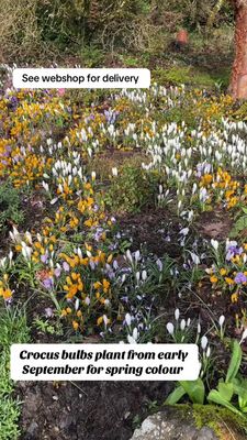 10 Crocus ''Yellow Mammoth'