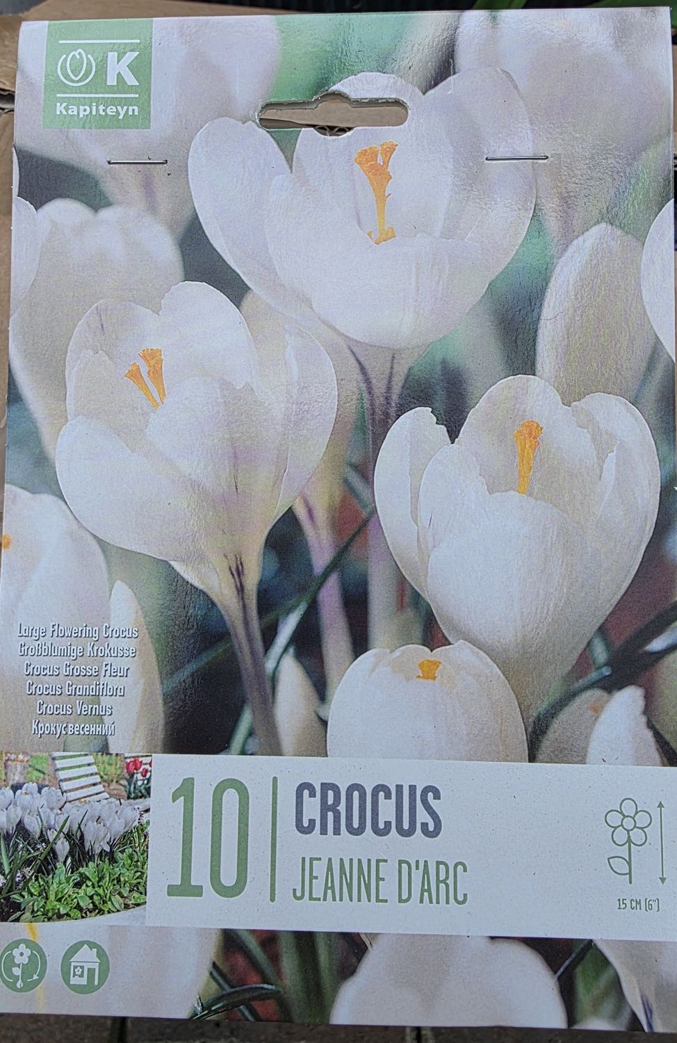 10 crocus ''Jeanne D'Arc''