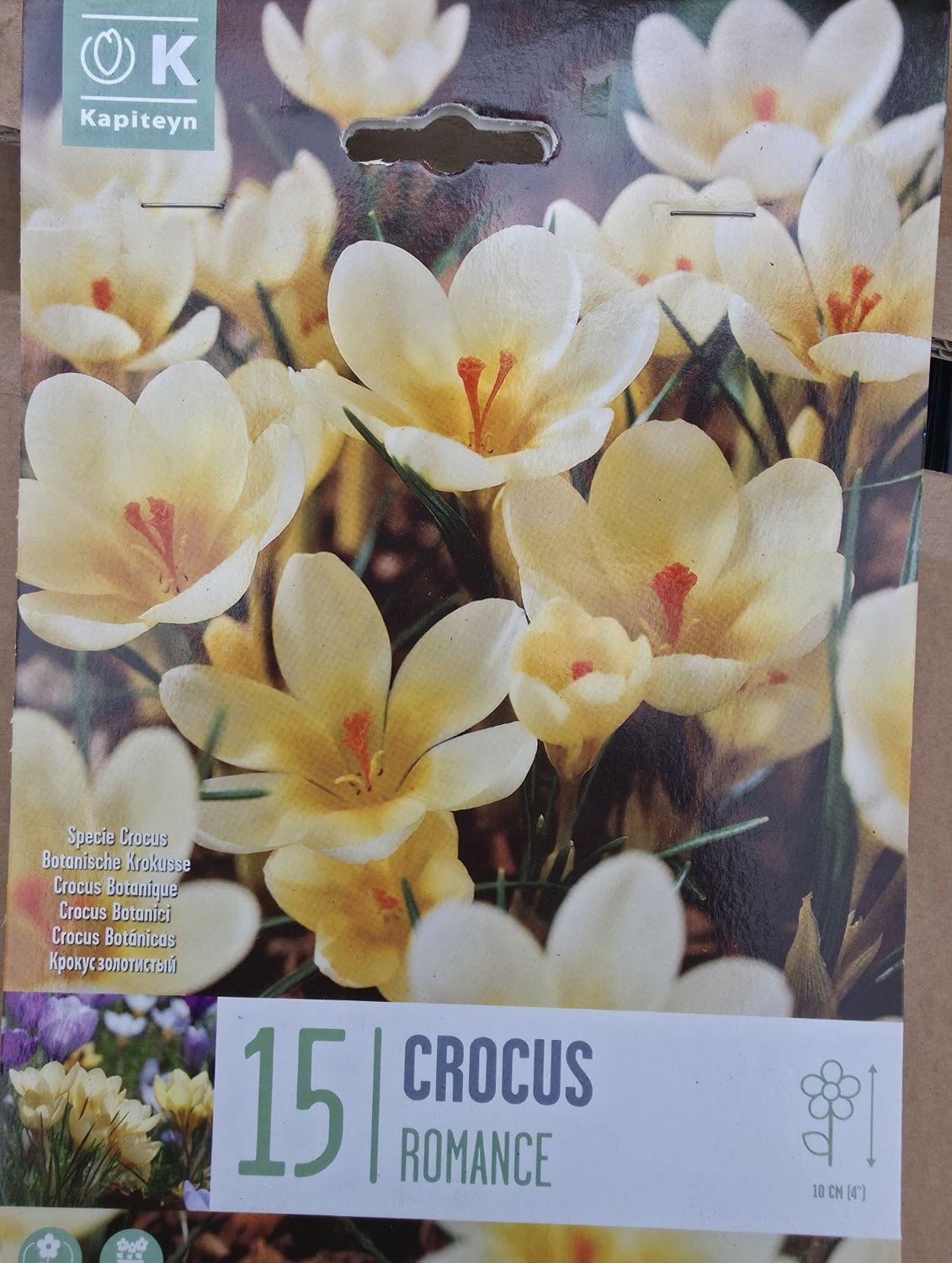 15 Crocus ''Romance''