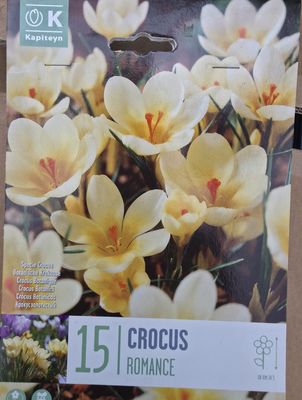 15 Crocus ''Romance''