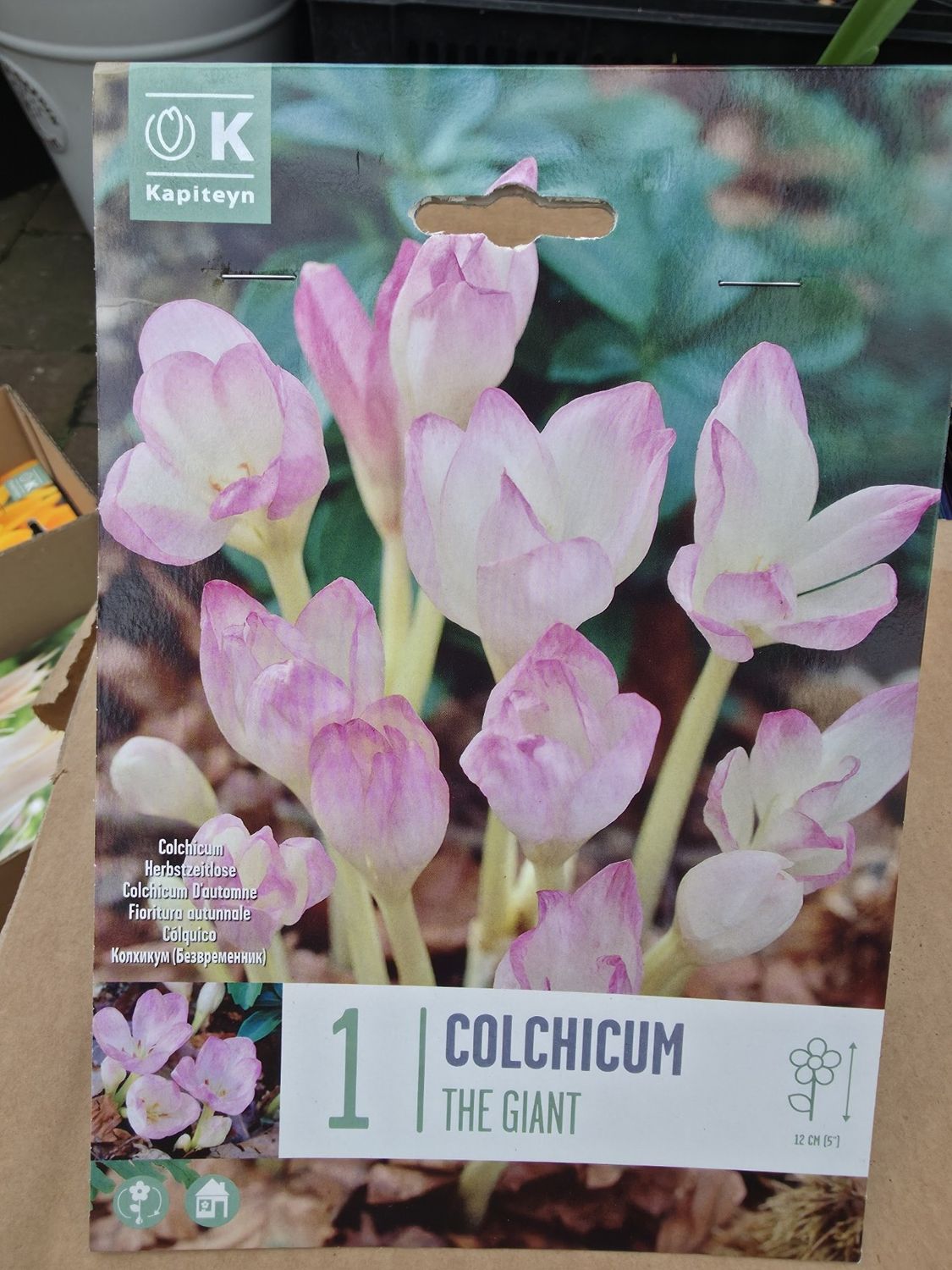 1 Colchicum '' The Giant''