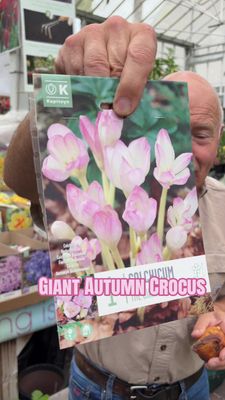 1 Colchicum '' The Giant''